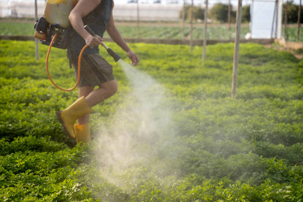 Best Best Pest Control Companies  in Rainbow City, AL