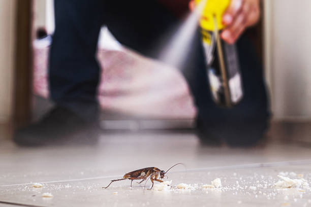 Best Emergency Pest Control  in Rainbow City, AL